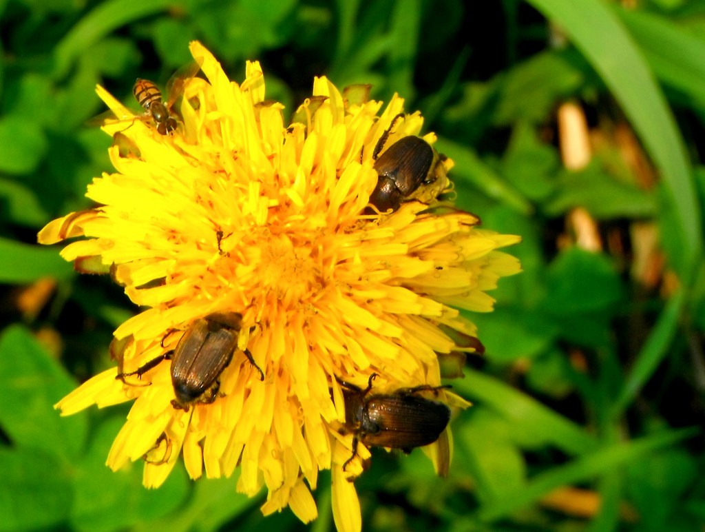 Dandelion with three beetles diving head first into the petals.  A bee is perched on the edge of the petals away from the beetles.  