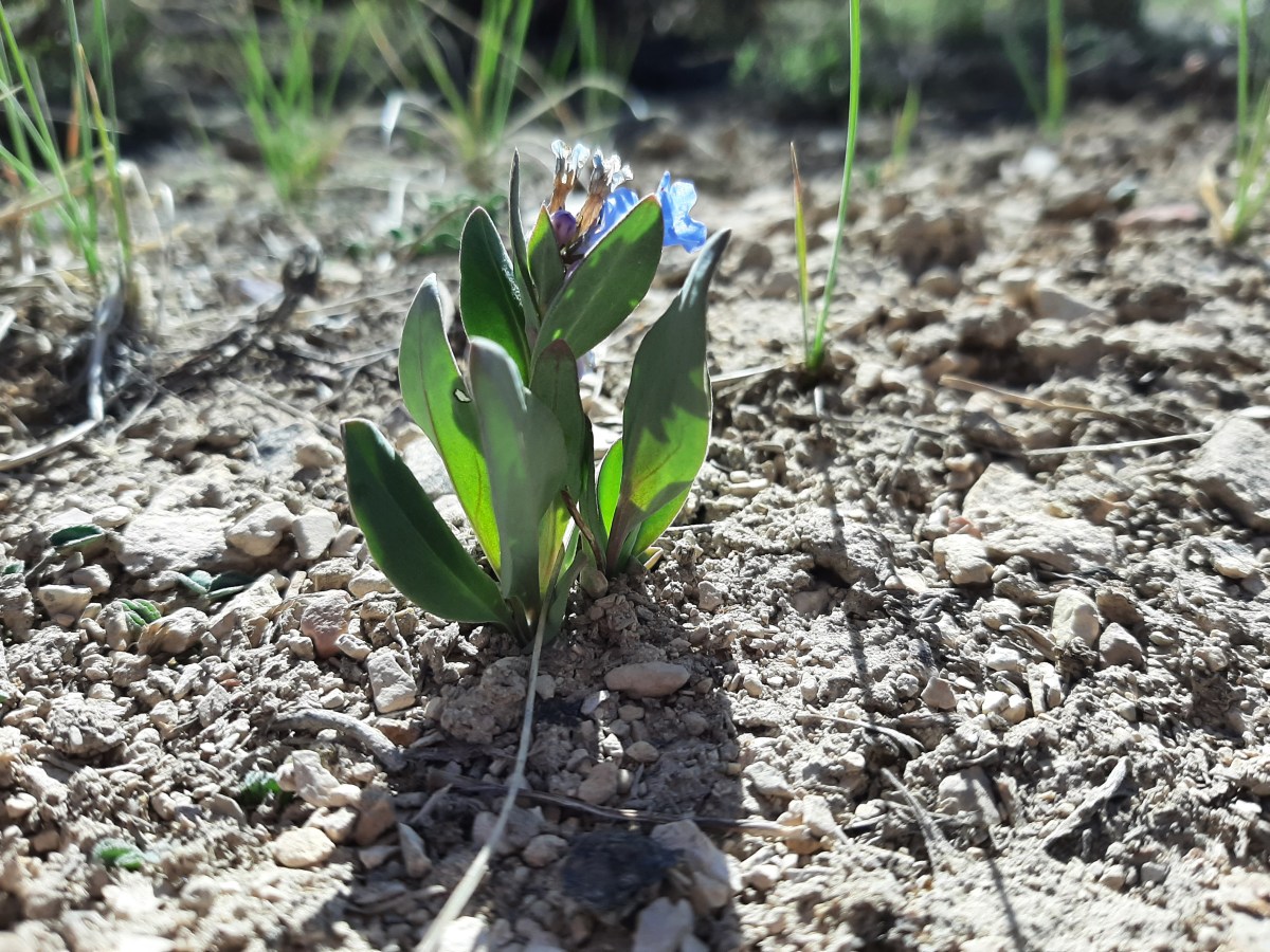 Mountain Bluebells